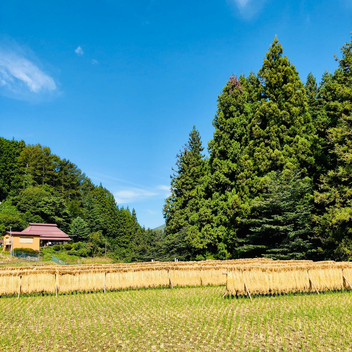 LOCAL FARMER・HAYAMA FARM 信州産あきたこまち 天日干し 