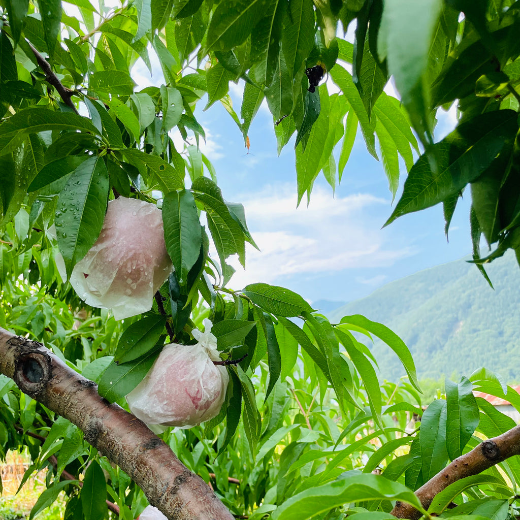 LOCAL FARMERS' フルーツレスキュー・HAYAMA FARM 訳あり信州の桃（王紅白桃）約1.5キロ