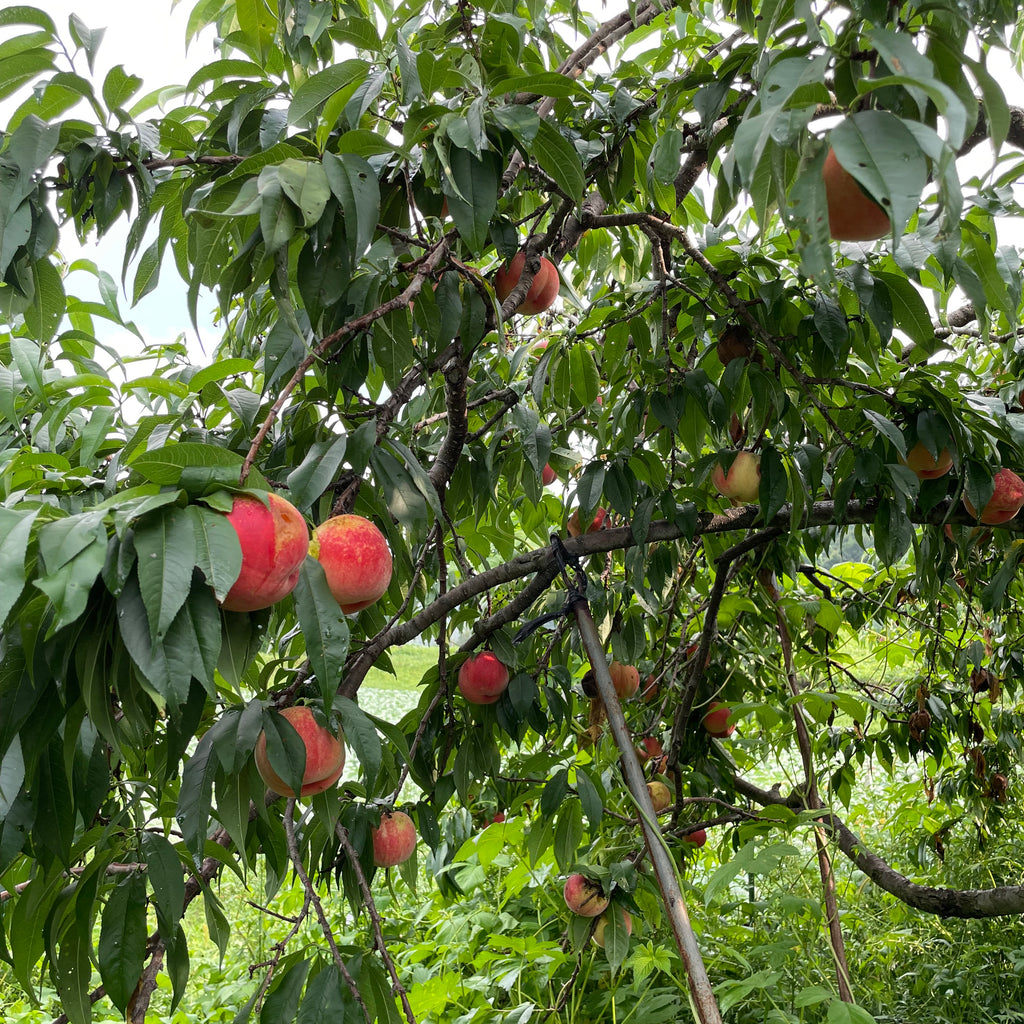 LOCAL FARMERS' フルーツレスキュー・HAYAMA FARM 訳あり信州の桃（あかつき）約1キロ